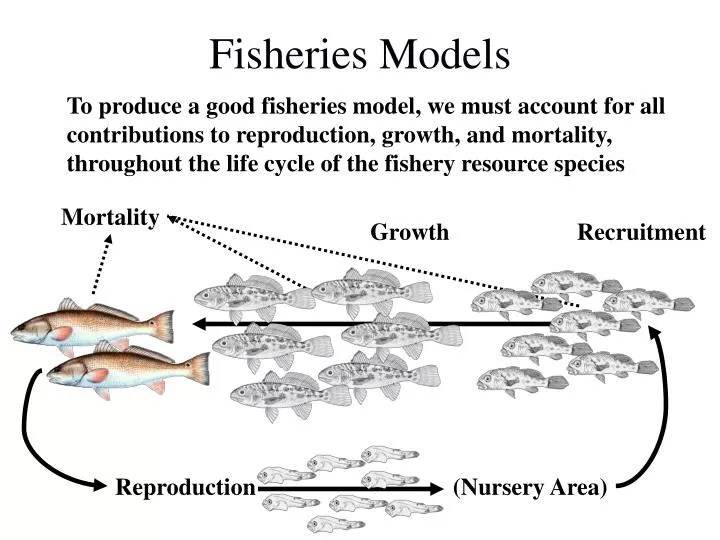 PPT Fisheries Models PowerPoint Presentation, free download ID6076647