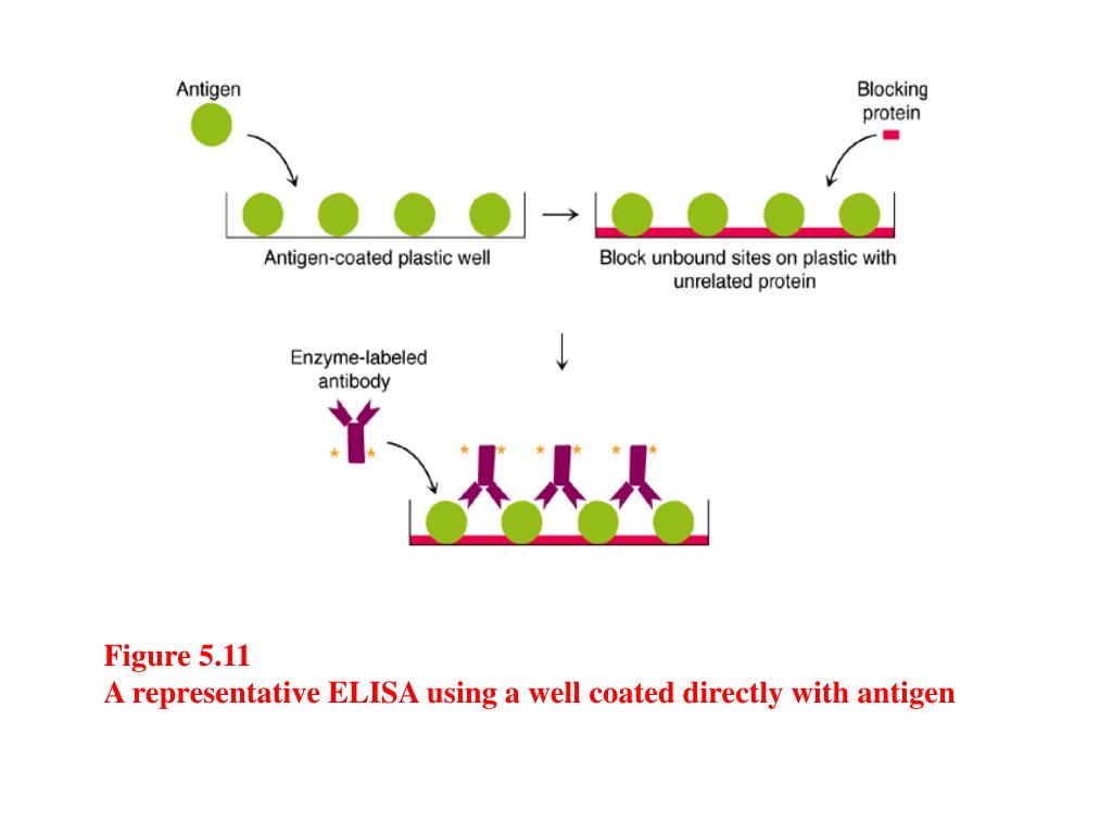 PPT AntigenAntibody Interactions PowerPoint Presentation, free