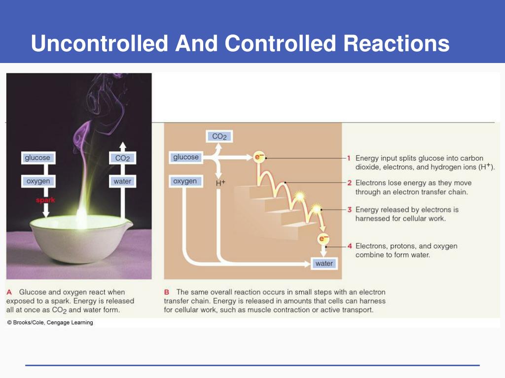 PPT Ground Rules of Metabolism PowerPoint Presentation, free download