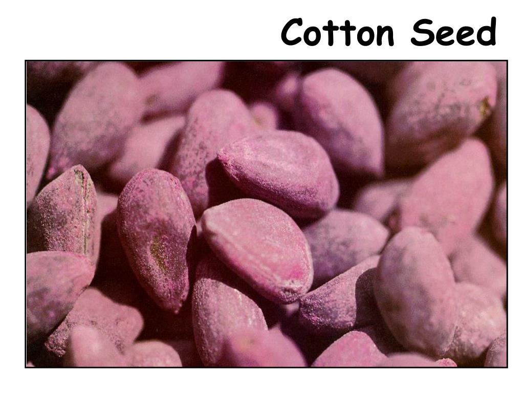 PPT Cotton Seed PowerPoint Presentation, free download ID6080116