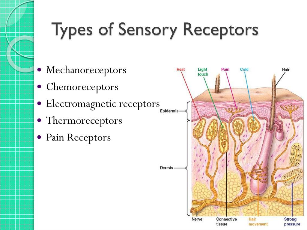 PPT Sensory and Motor Mechanisms PowerPoint Presentation, free