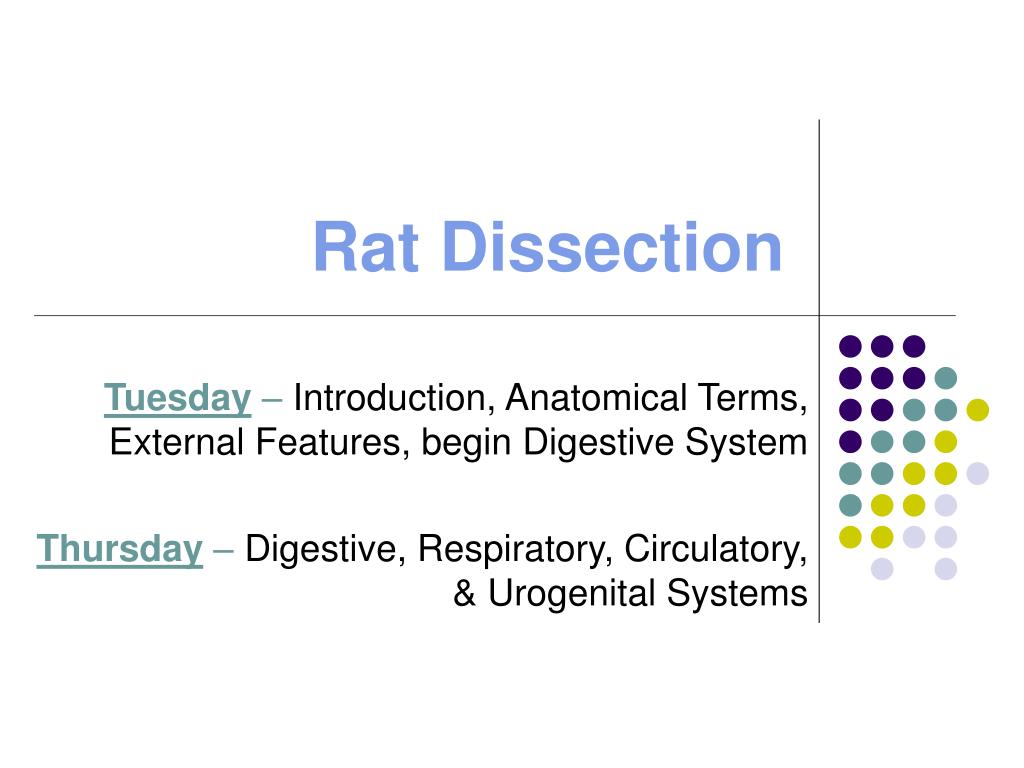 PPT Rat Dissection PowerPoint Presentation, free download ID6084714