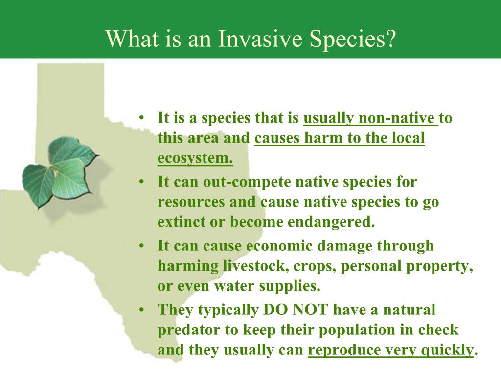 PPT Invasive Species in Texas PowerPoint Presentation, free download