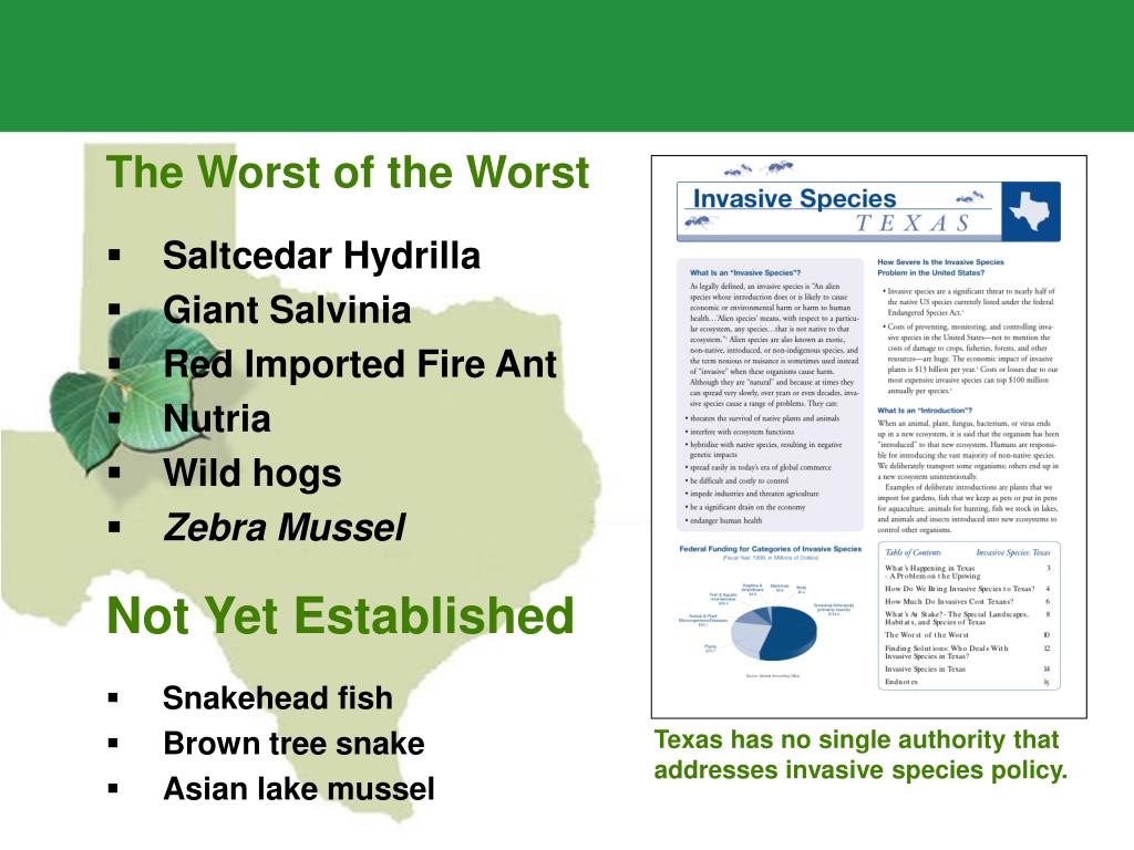 PPT Invasive Species in Texas PowerPoint Presentation, free download