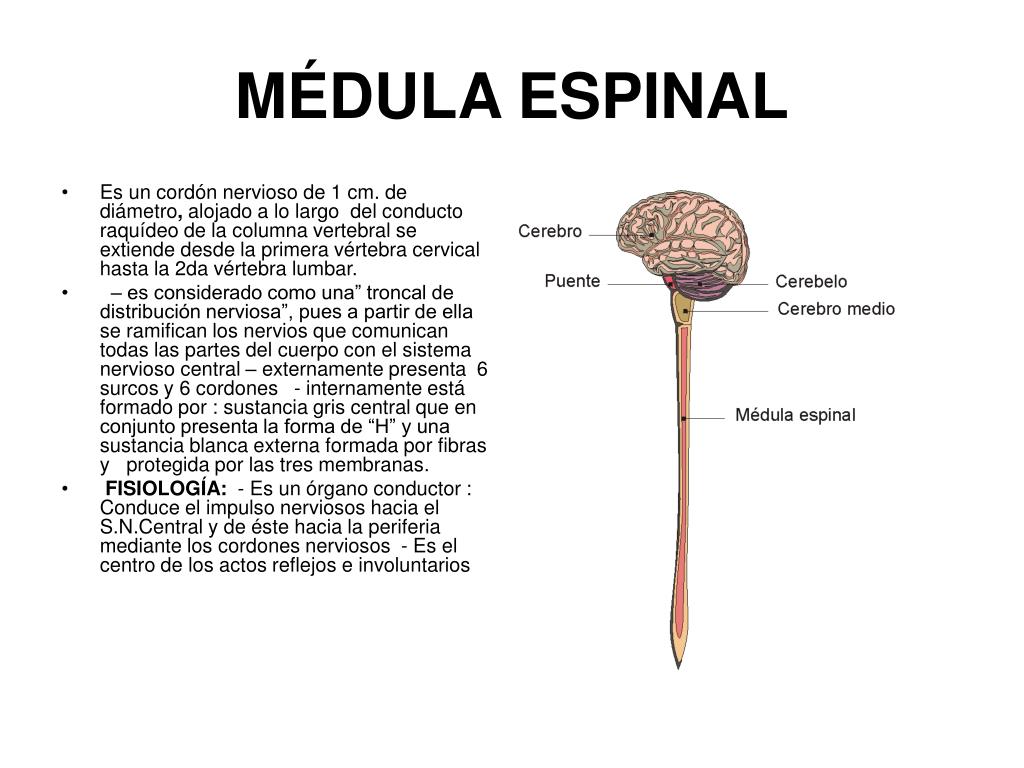 PPT SISTEMA NERVIOSO CENTRAL PowerPoint Presentation, free download