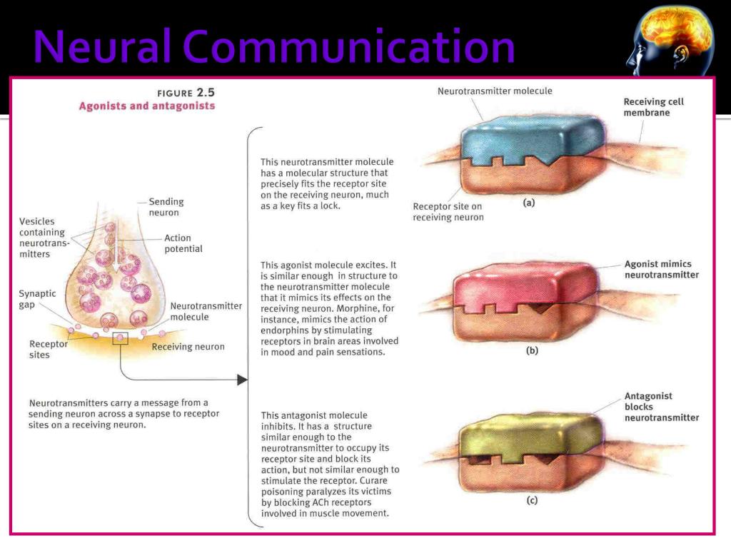PPT Myers’ PSYCHOLOGY PowerPoint Presentation, free download ID6094789