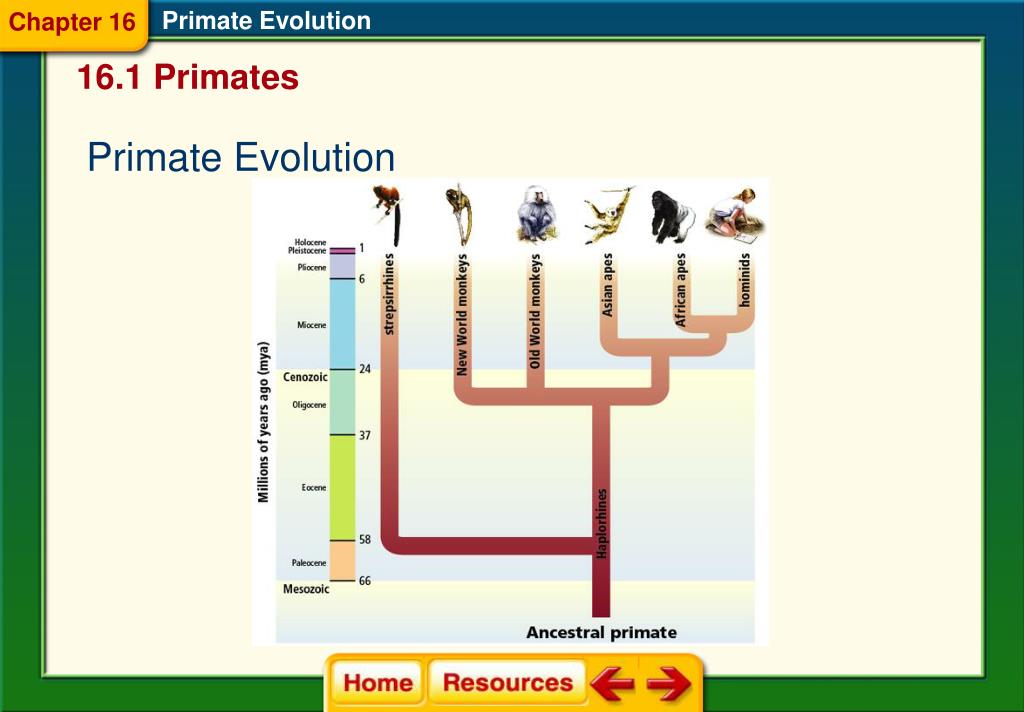 Complete The Concept Map To Show The Evolution Of Primates PPT Chapter 16 Primate Evolution PowerPoint Presentation, free