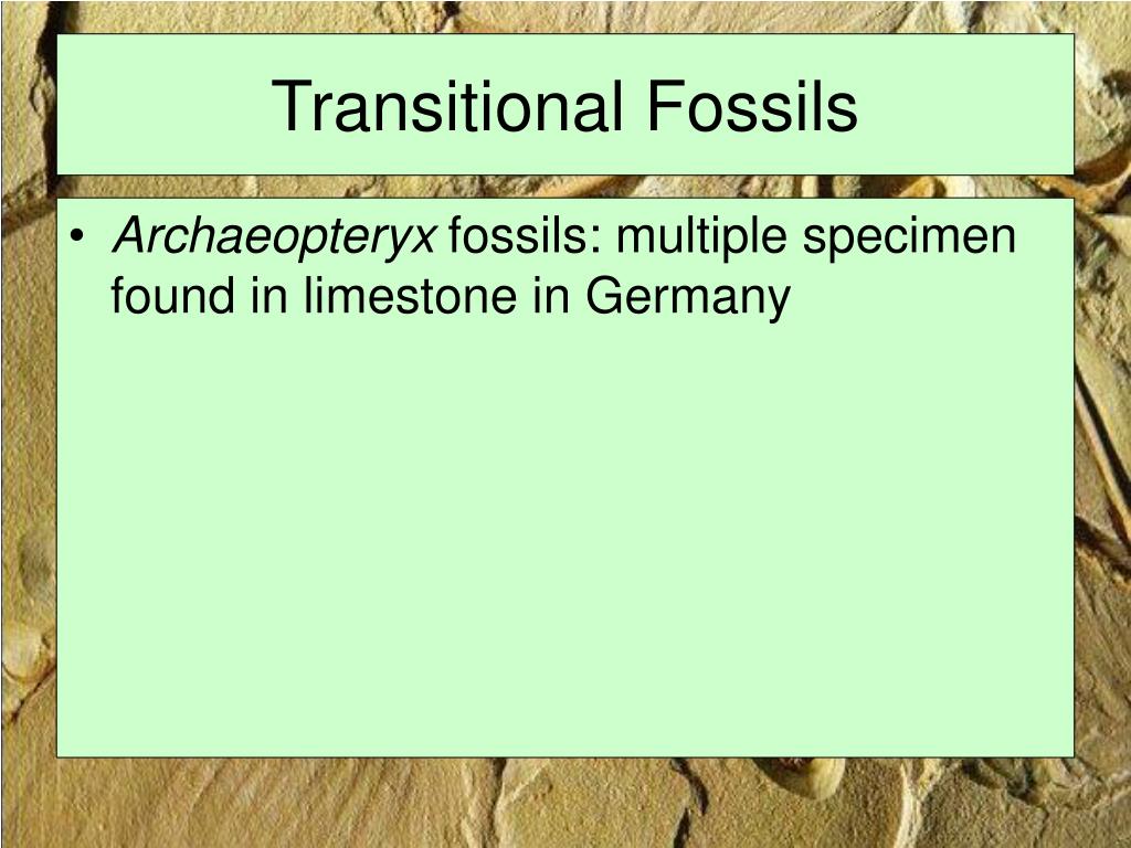 PPT Evidence of Evolution PowerPoint Presentation, free download ID