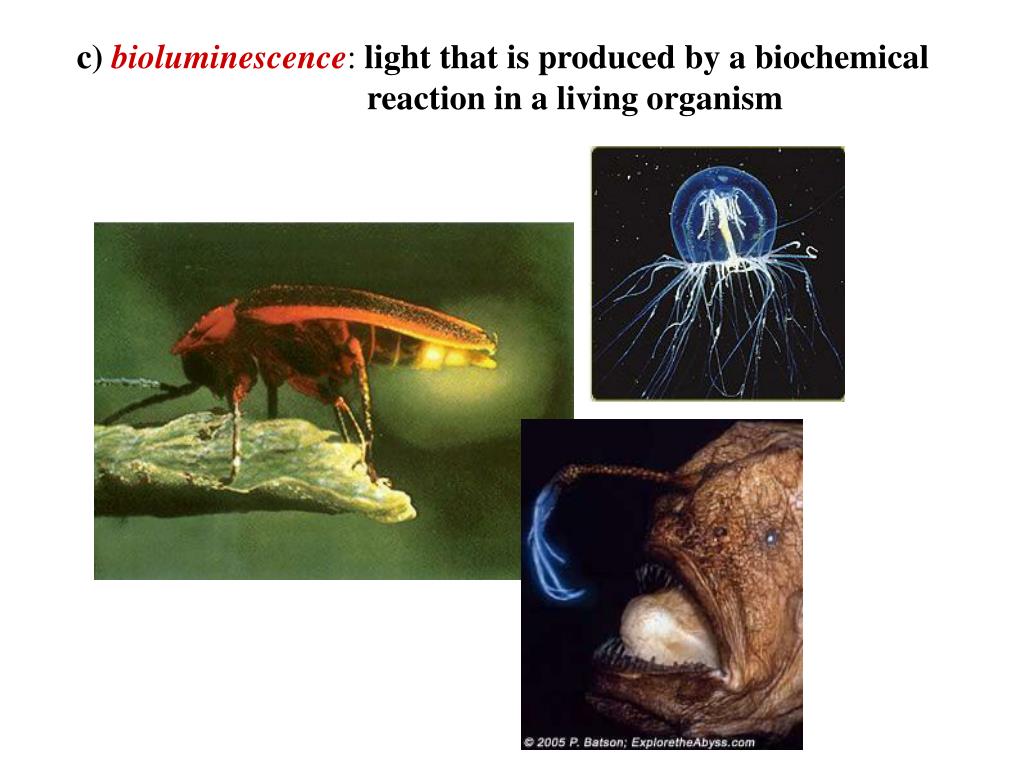 PPT luminous object something that produces its own light PowerPoint Presentation ID6100699
