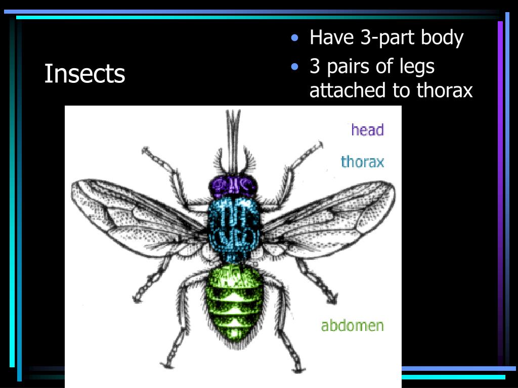 PPT Ch 284 Insects and Their Relatives PowerPoint Presentation