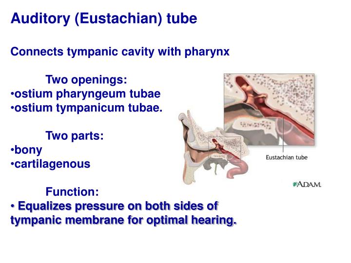 PPT Anatomy of the Ear PowerPoint Presentation ID6102402