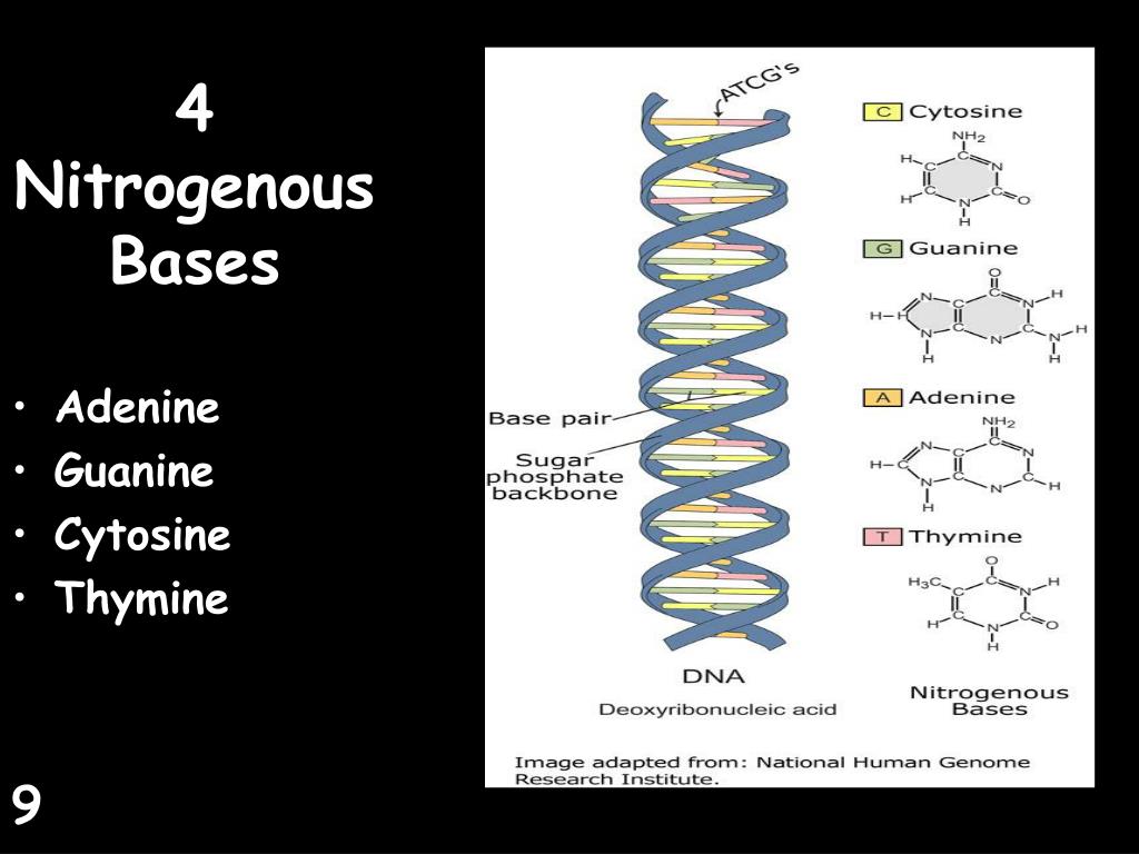 PPT DNA PowerPoint Presentation, free download ID6102445