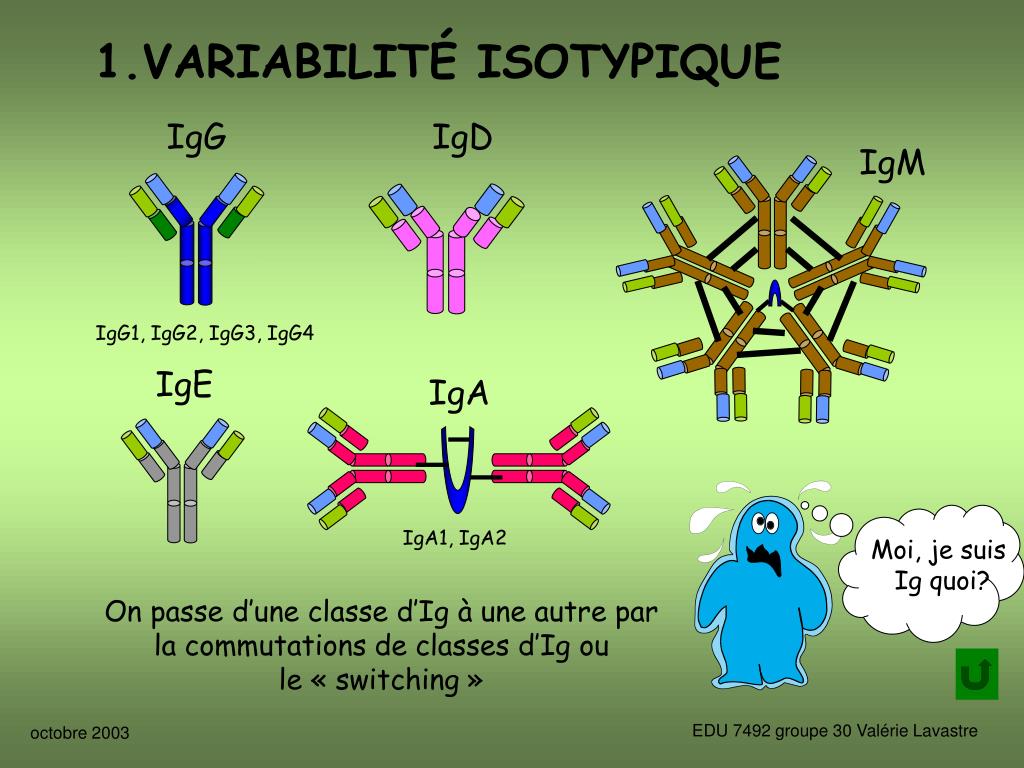 PPT DES ANTICORPS PowerPoint Presentation, free download ID6106365