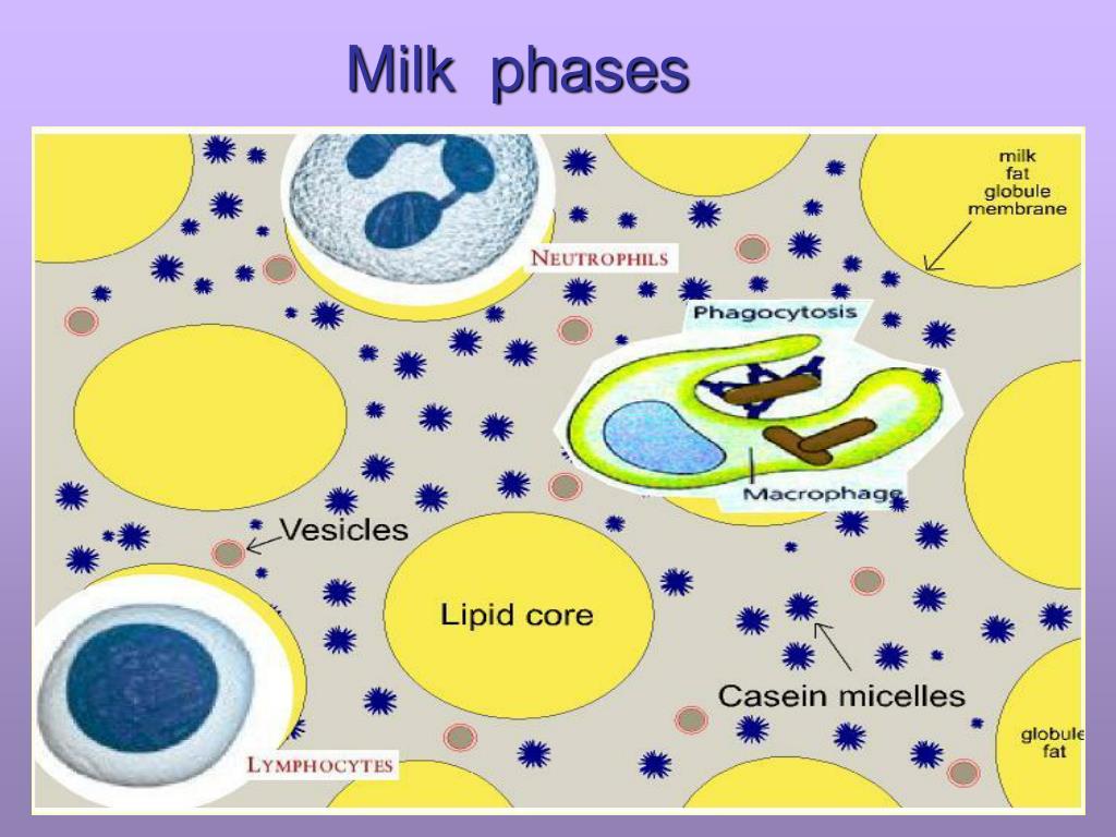 Role Of Enzymes In Milk at Rudy Edwards blog