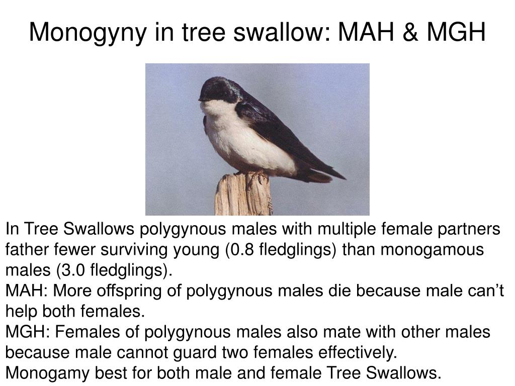 PPT The Evolution of Mating Systems Chapter 11 Alcock (Animal