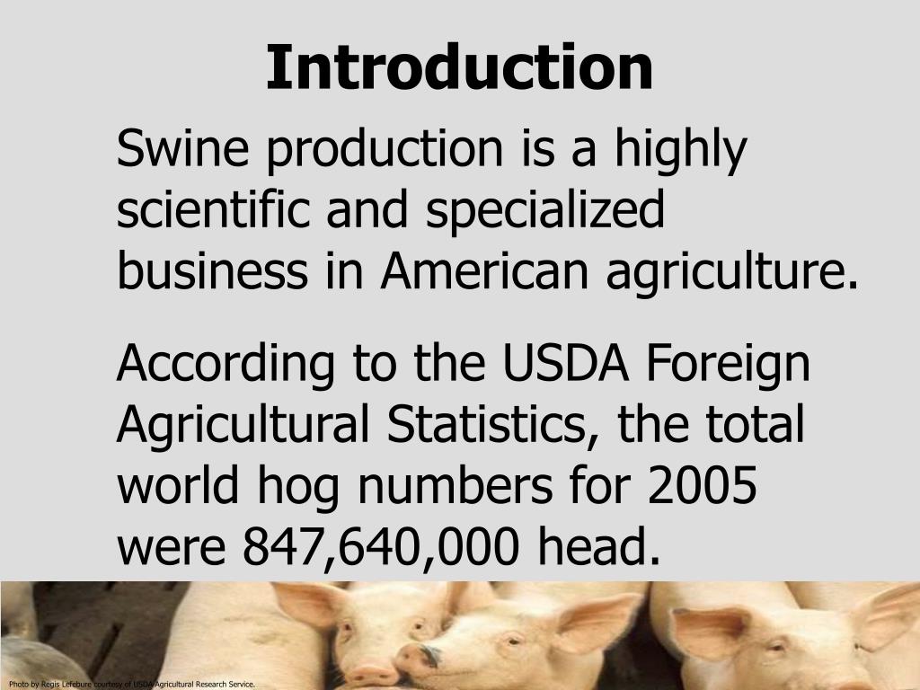 PPT BREEDS OF SWINE PowerPoint Presentation, free download ID6111491
