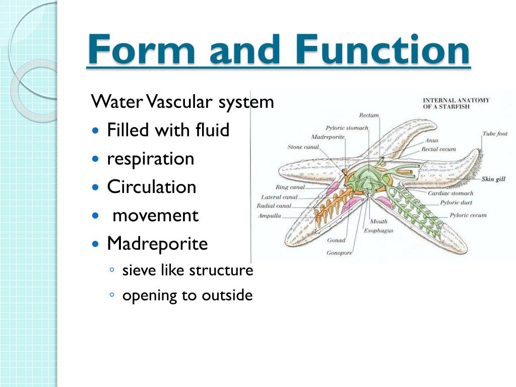 PPT Echinoderms PowerPoint Presentation, free download ID6112706