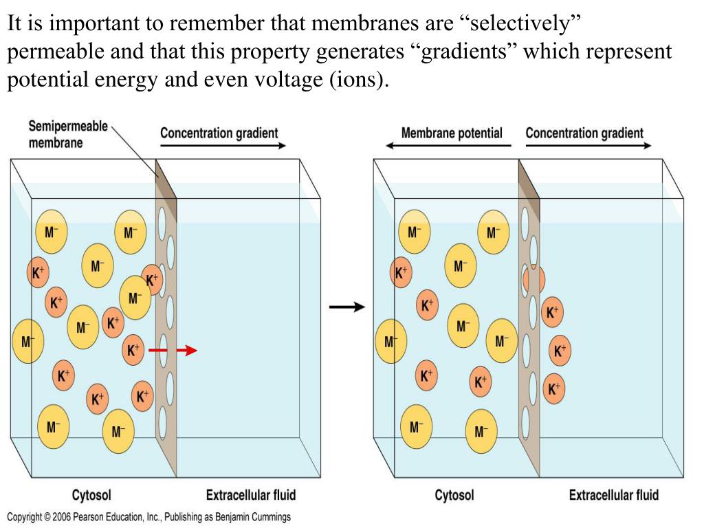 PPT What is a membrane potential? How do we know a cell