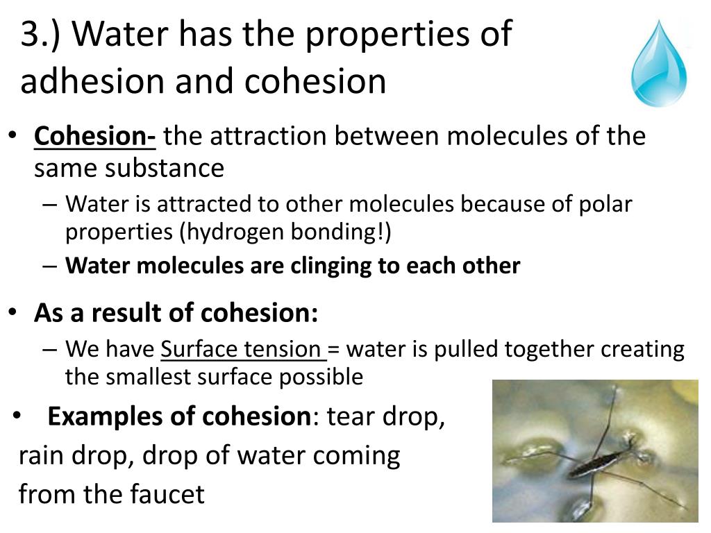 PPT Properties of Water PowerPoint Presentation ID6115807