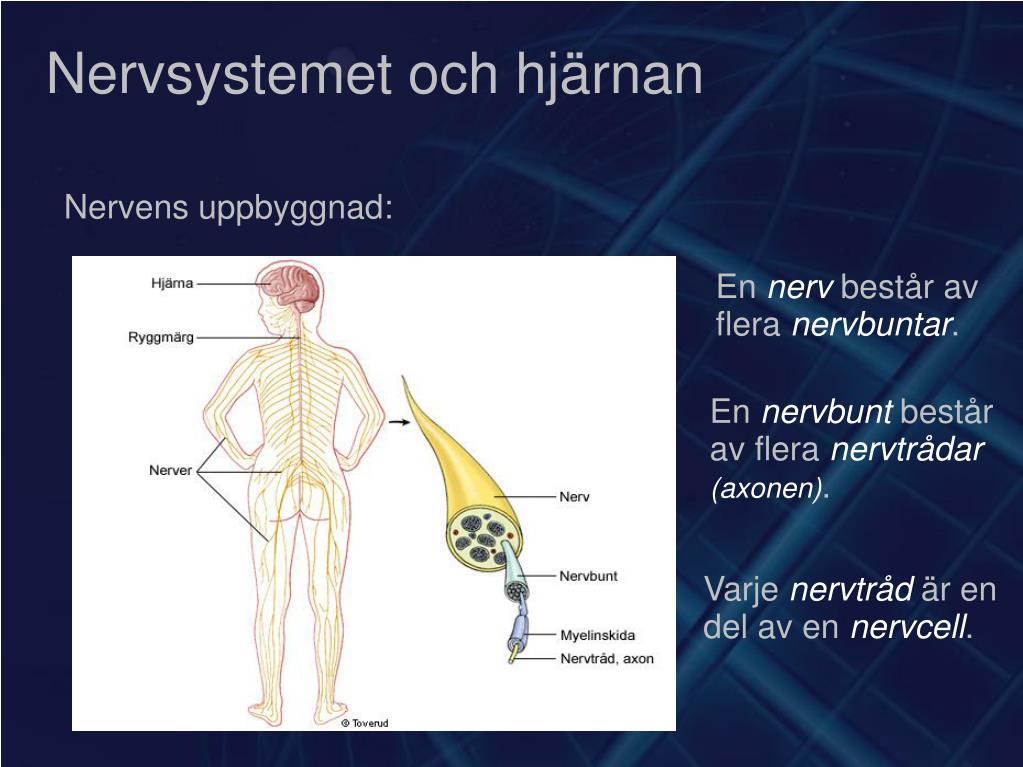 PPT Nervsystemet och hjärnan PowerPoint Presentation, free download