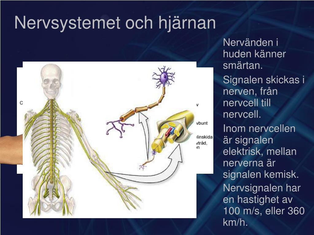 PPT Nervsystemet och hjärnan PowerPoint Presentation, free download