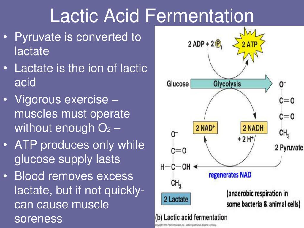 PPT PHOTOSYNTHESIS AND CELLULAR RESPIRATION PowerPoint Presentation