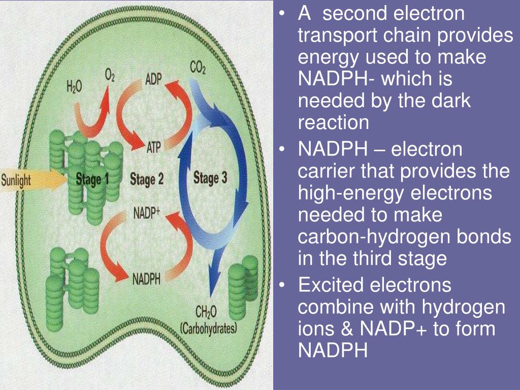 PPT PHOTOSYNTHESIS AND CELLULAR RESPIRATION PowerPoint Presentation