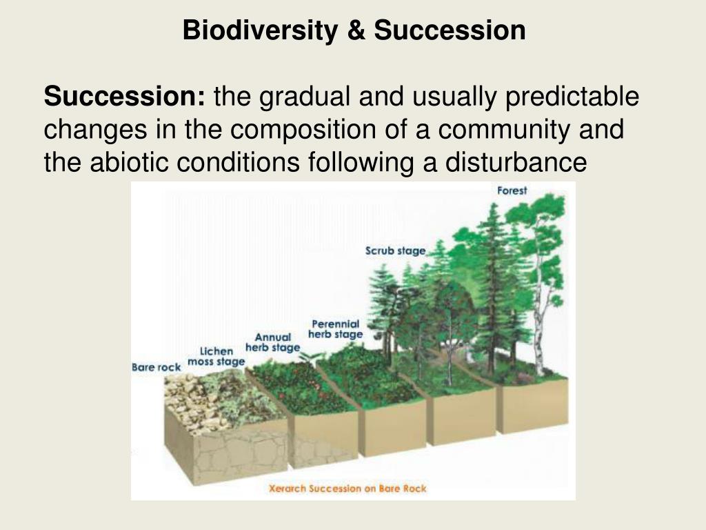 PPT Biodiversity & Succession Biodiversity the variety of life in a