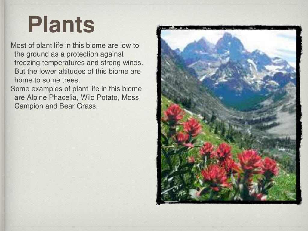 PPT BIOMES IN INDIA PowerPoint Presentation, free download ID6119062