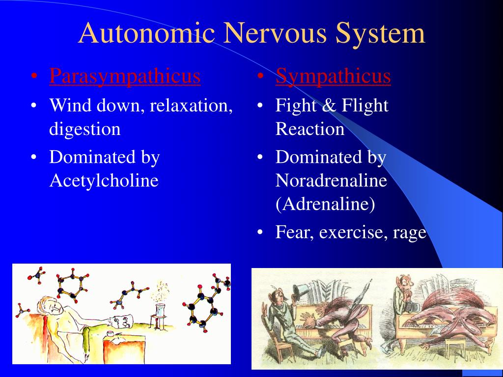 PPT Chapter 33 Regulation of the Visceral Function by the Nervous