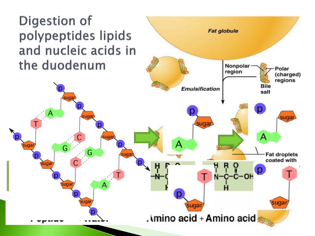 PPT Human Digestion PowerPoint Presentation, free download ID6121490