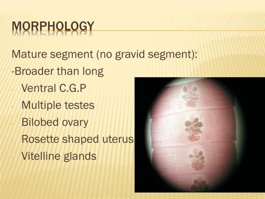 PPT Diphyllobothrium Latum (Broad tape worm, Fish tape worm