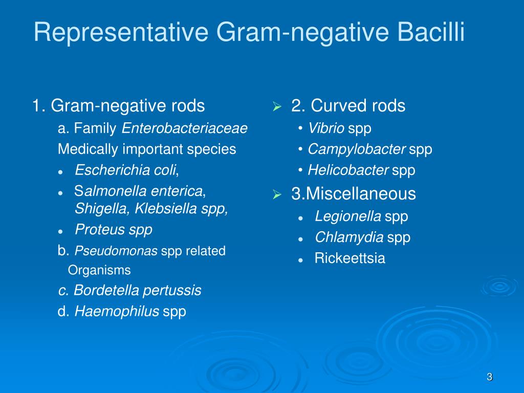 Ppt The Gram Negative Bacilli Of Medical Importance Powerpoint Sexiz Pix