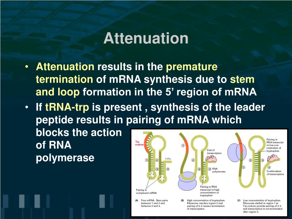 PPT Molecular Mechanisms of Gene Regulation PowerPoint Presentation