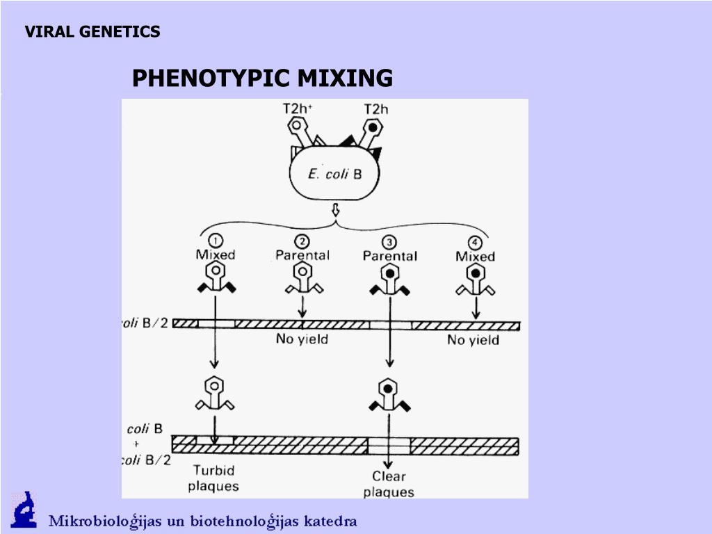 PPT VIR OLOGY ( viruses and nonchromosomal elements