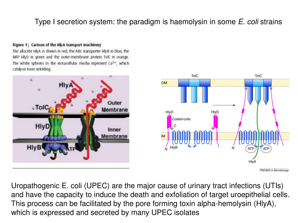 PPT Type IV secretion systems (T4SS) Legionella the archetype of the
