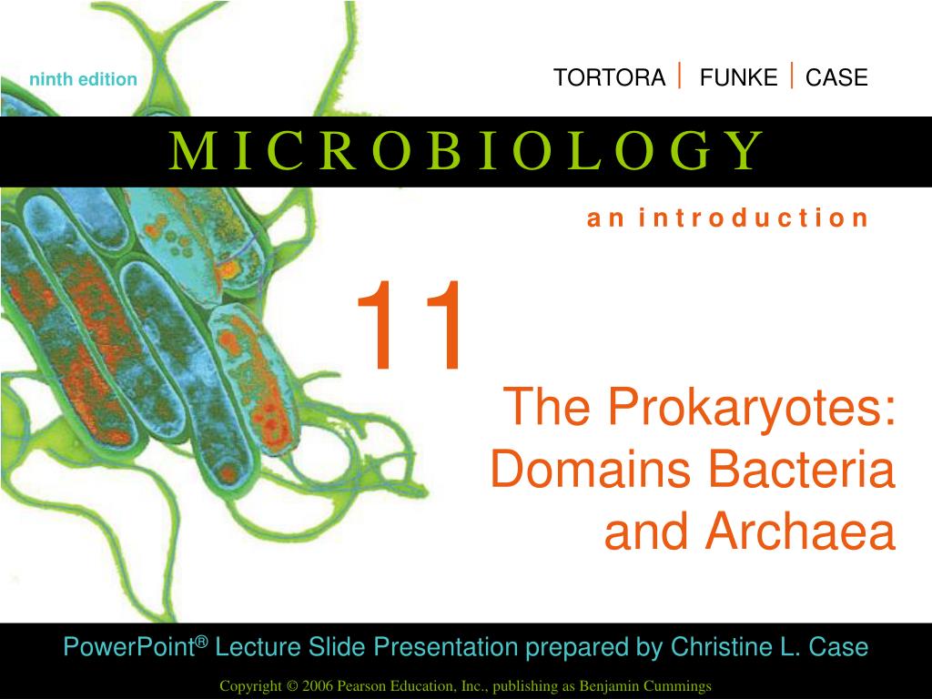 Archaea Domain