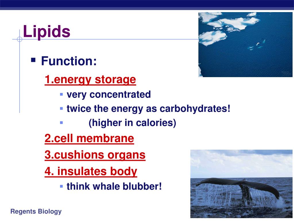 PPT Examples fats butter, lard (solid room temp) Oils liquid room temp waxes hormones