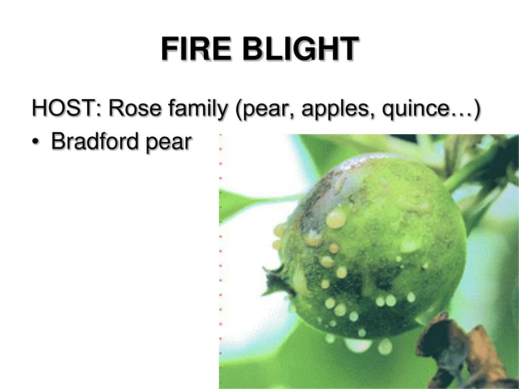 PPT BACTERIAL DISEASE PowerPoint Presentation, free download ID6137177