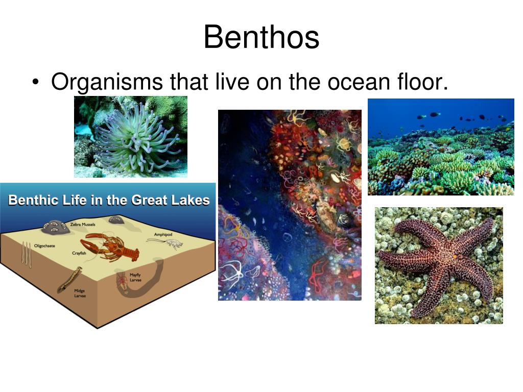 PPT Plankton PowerPoint Presentation, free download ID6145092