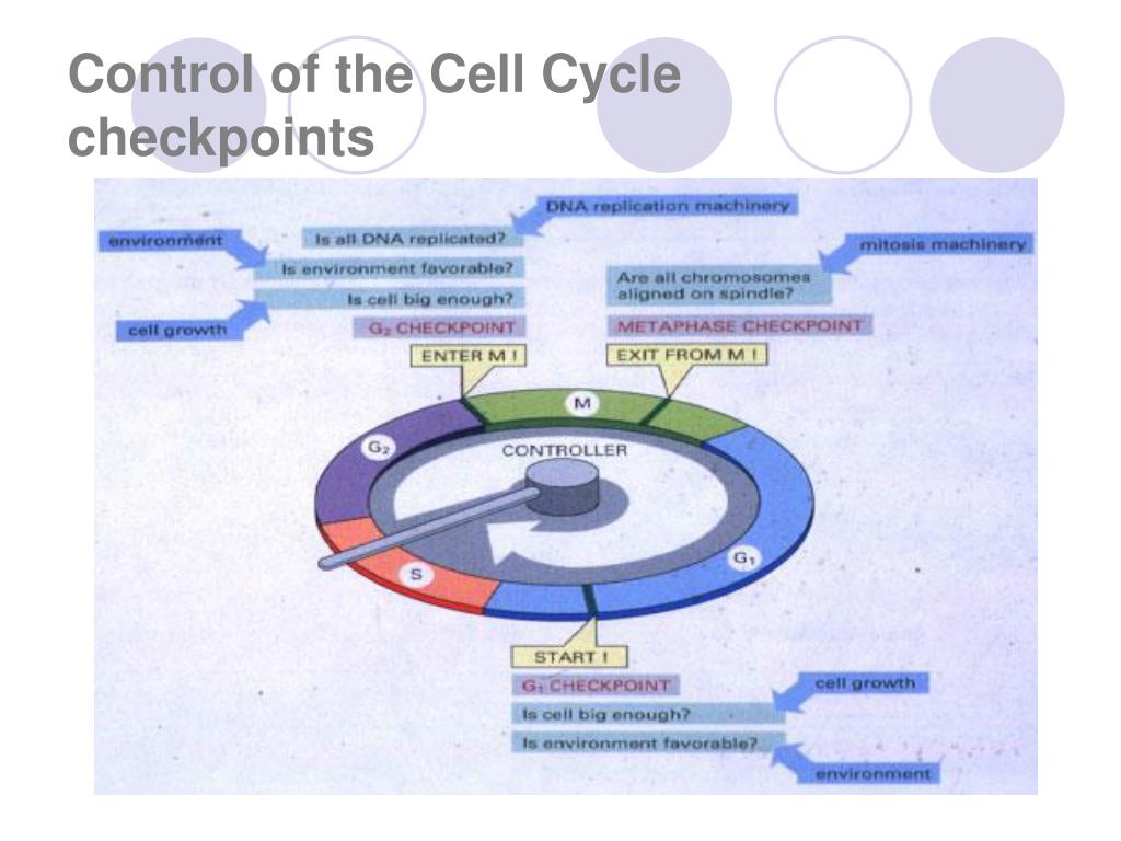 PPT Control of the Cell Cycle & Cancer PowerPoint Presentation ID