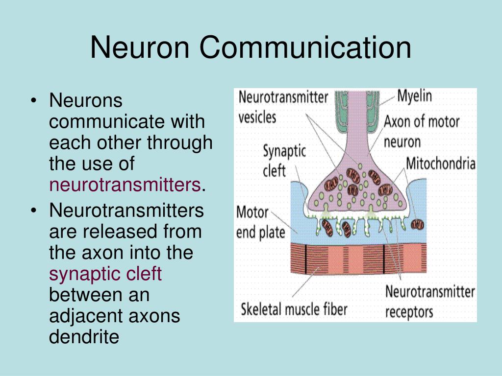 PPT The Human Nervous System PowerPoint Presentation