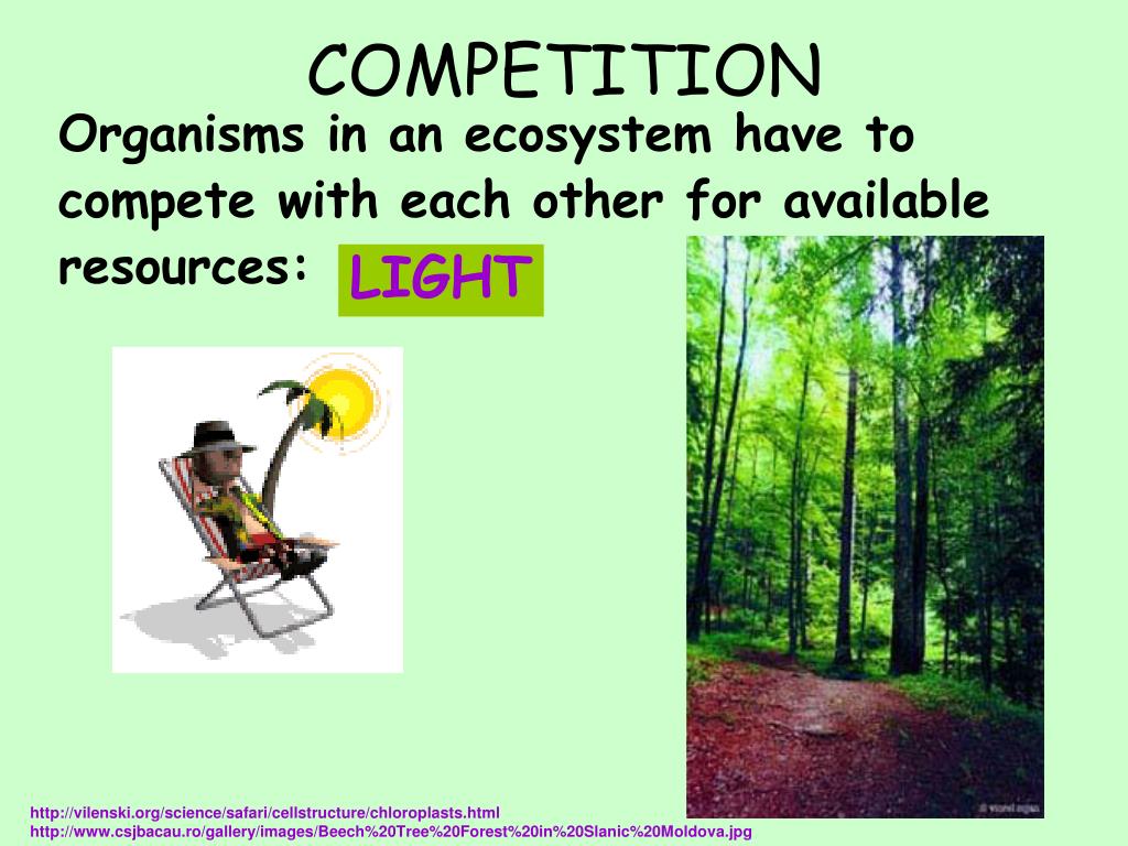 PPT Ecosystem Interactions & Factors that affect populations