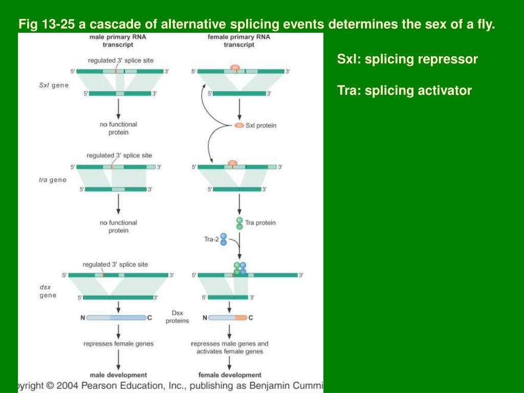 PPT Chapter 13 RNA splicing PowerPoint Presentation, free download