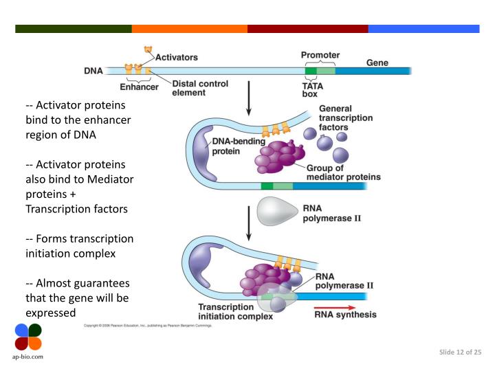 PPT Eukaryotic Gene Regulation PowerPoint Presentation ID6147170