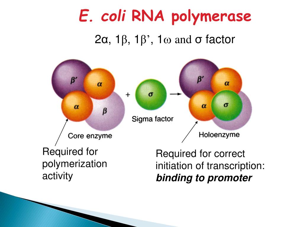PPT E. coli RNA Polymerase PowerPoint Presentation, free download