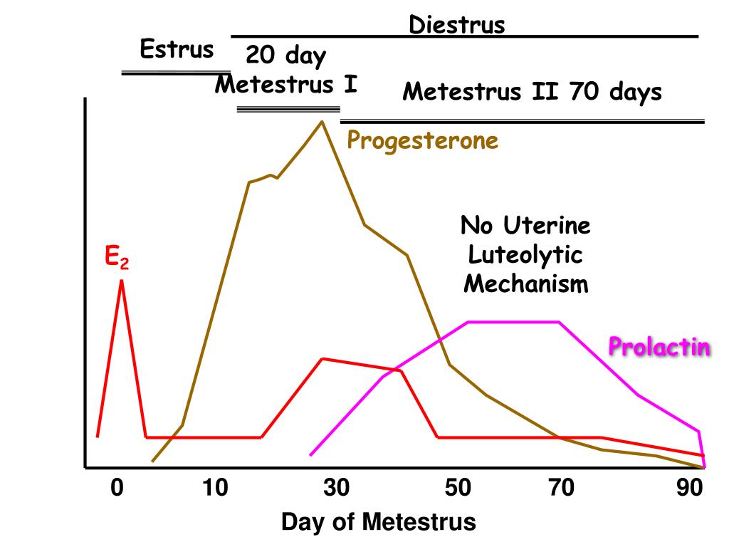 PPT Reproduction in the Canine and Feline PowerPoint Presentation