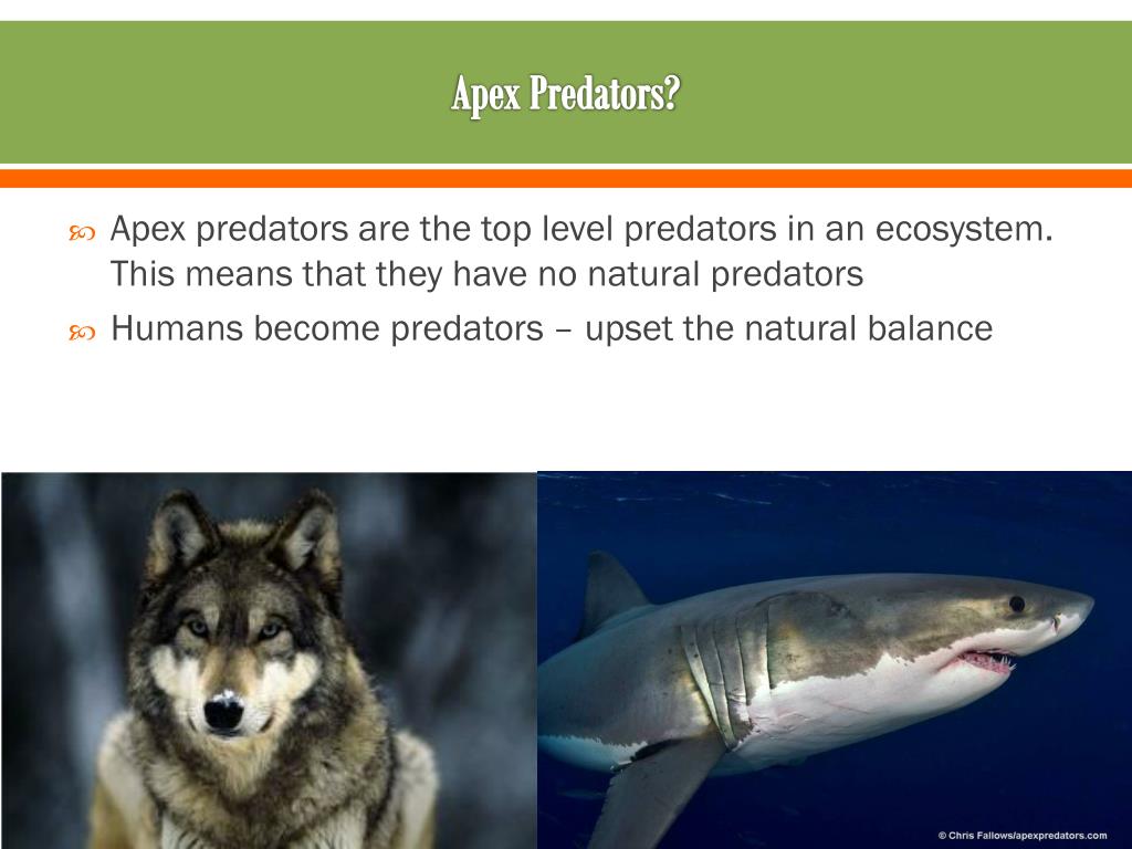 PPT Apex Predator Removal PowerPoint Presentation, free download ID