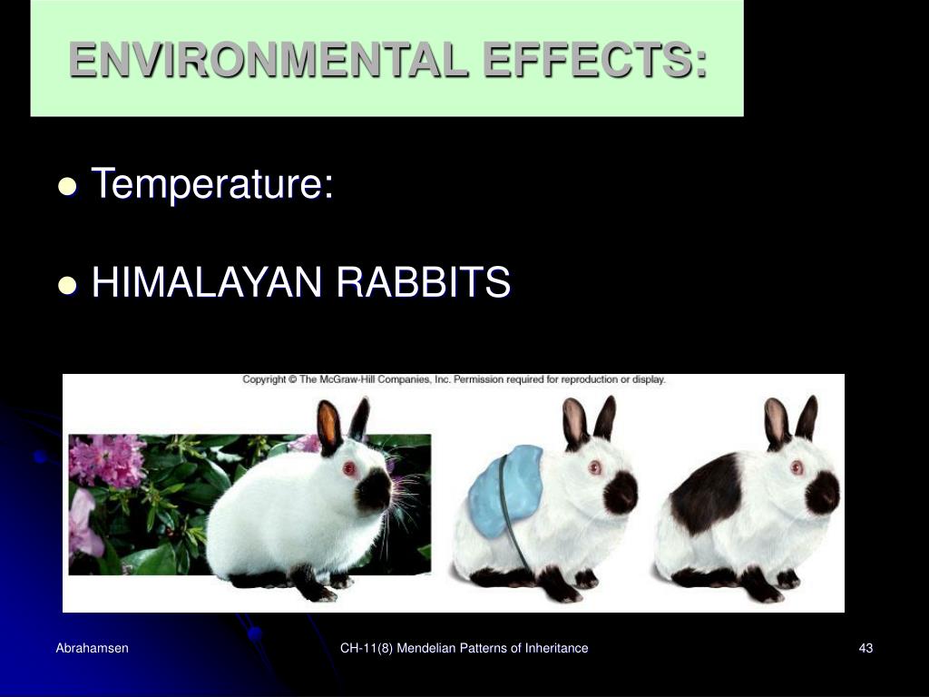 PPT CH11 PowerPoint Presentation, free download ID6153781