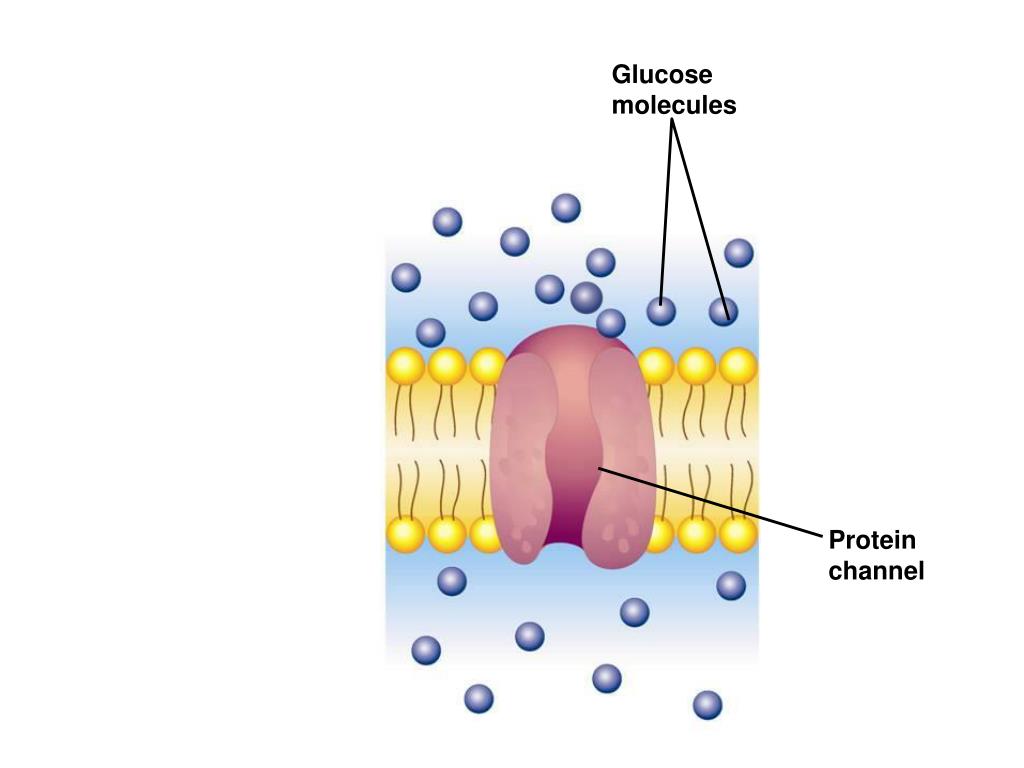PPT The Plasma (Cell) Membrane PowerPoint Presentation, free download
